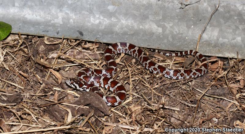 Eastern Milksnake (Lampropeltis triangulum triangulum)