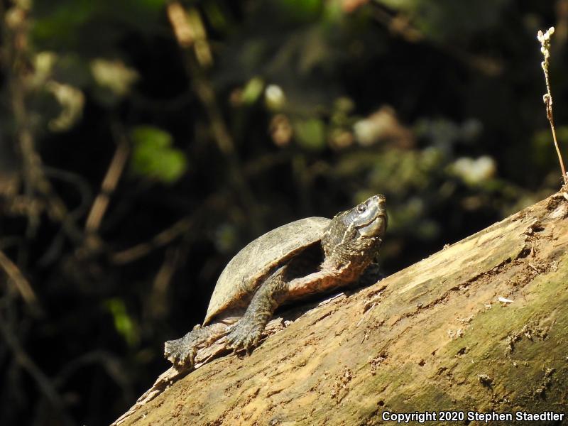 Eastern Musk Turtle (Sternotherus odoratus)