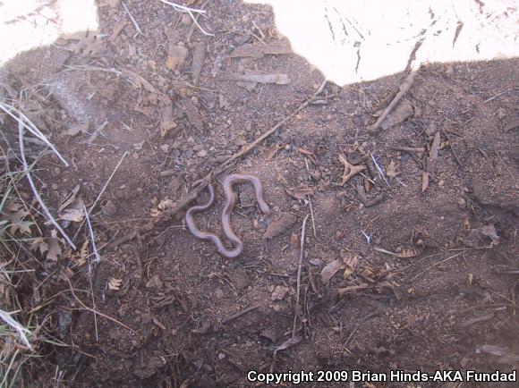 Southern Rubber Boa (Charina umbratica)