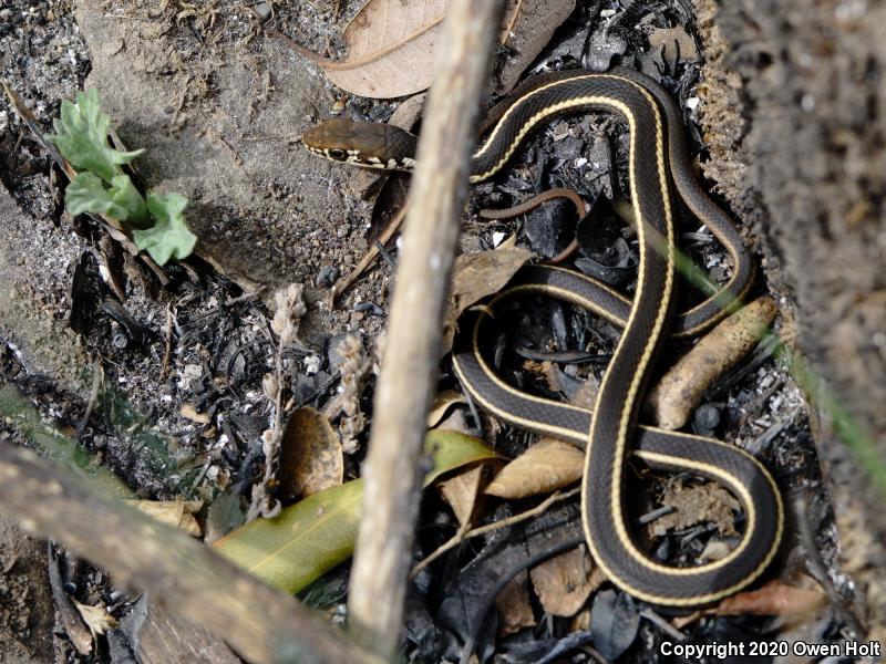 California Striped Racer (Coluber lateralis lateralis)