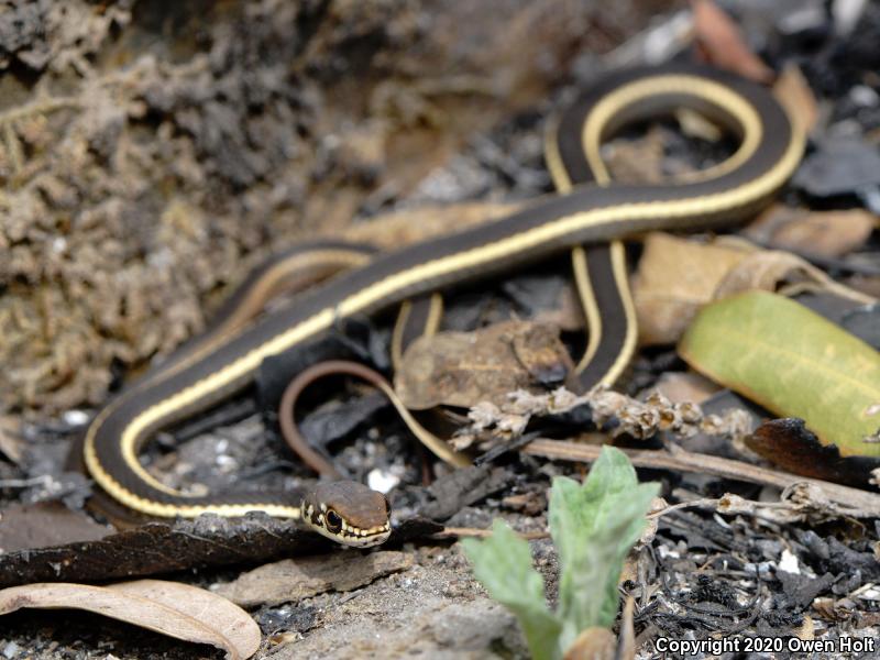 California Striped Racer (Coluber lateralis lateralis)