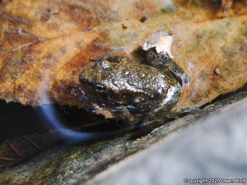 Foothill Yellow-legged Frog (Rana boylii)