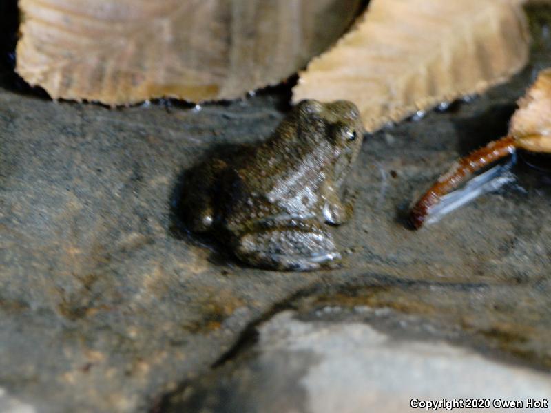 Foothill Yellow-legged Frog (Rana boylii)