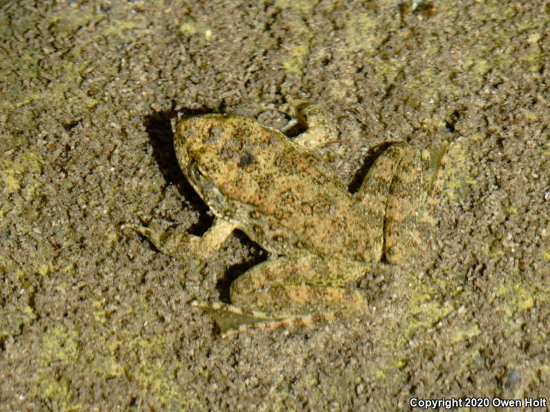 Foothill Yellow-legged Frog (Rana boylii)