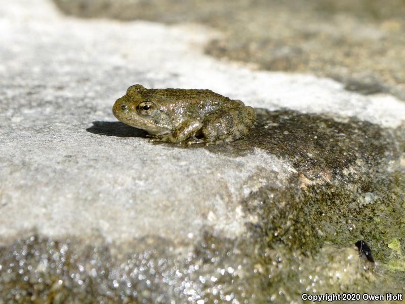 Foothill Yellow-legged Frog (Rana boylii)