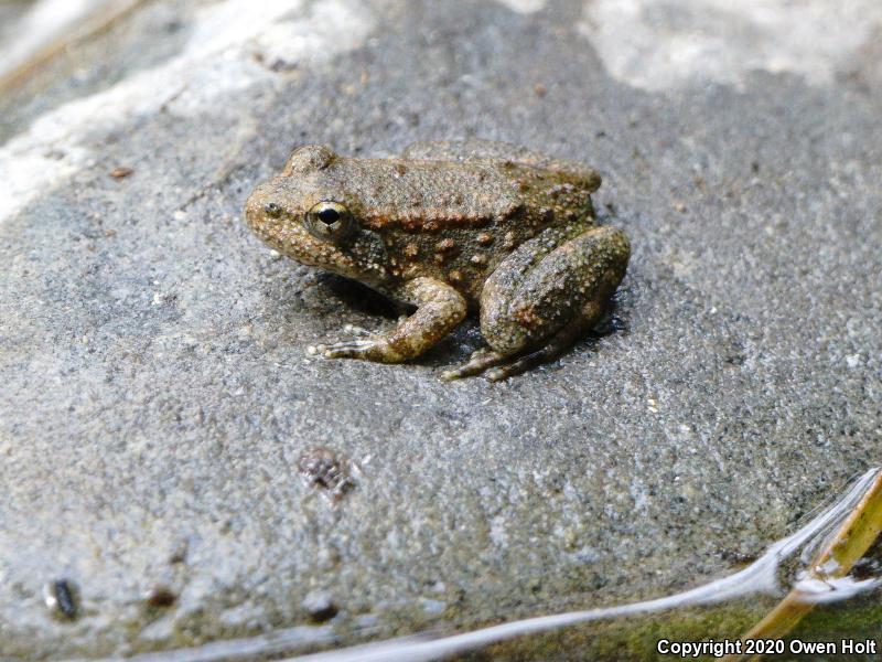 Foothill Yellow-legged Frog (Rana boylii)