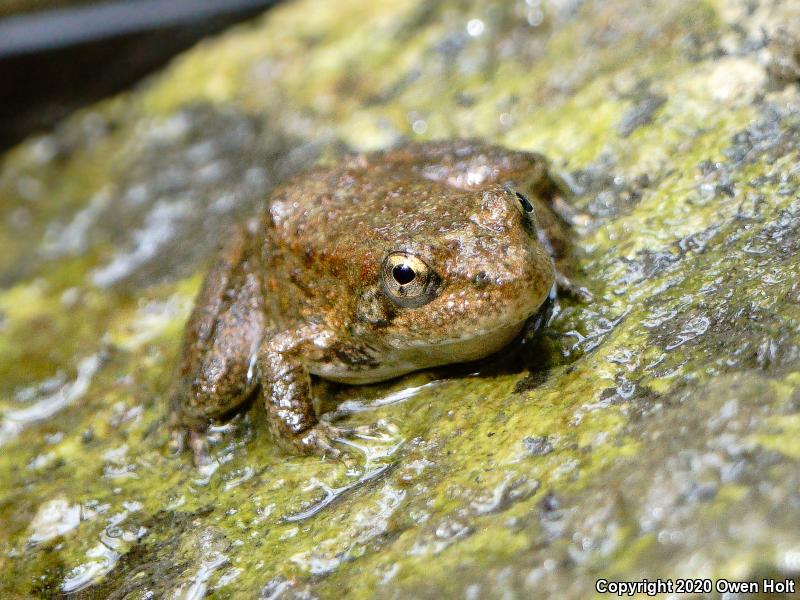 Foothill Yellow-legged Frog (Rana boylii)