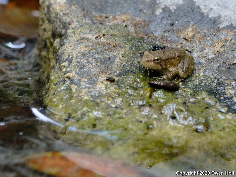 Foothill Yellow-legged Frog (Rana boylii)