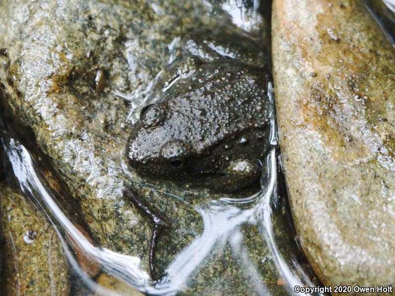 Foothill Yellow-legged Frog (Rana boylii)