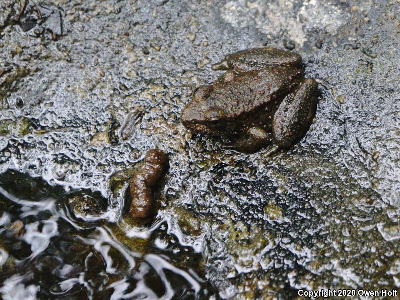 Foothill Yellow-legged Frog (Rana boylii)