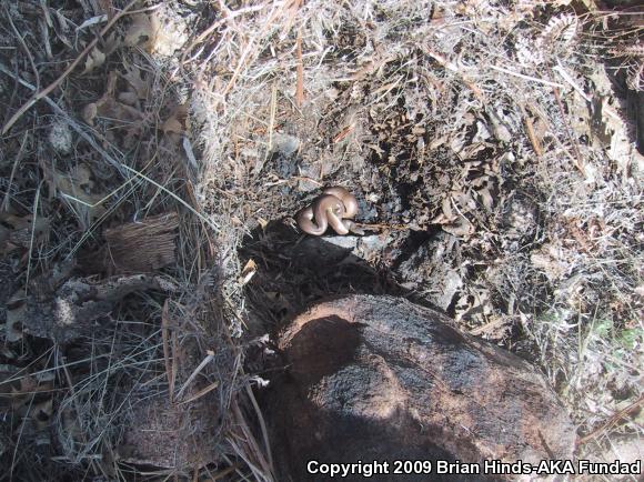 Southern Rubber Boa (Charina umbratica)