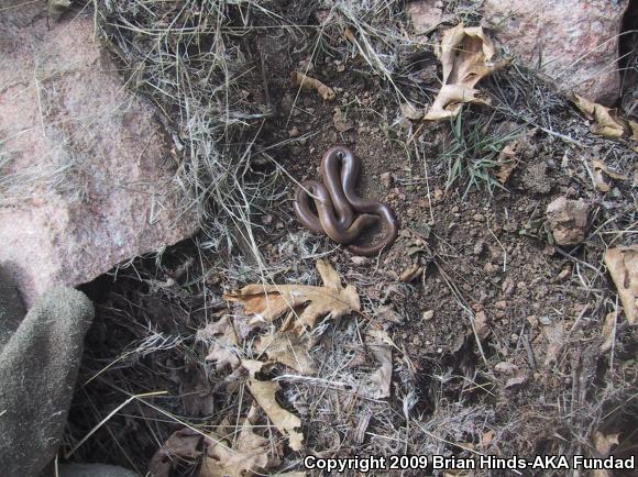 Southern Rubber Boa (Charina umbratica)