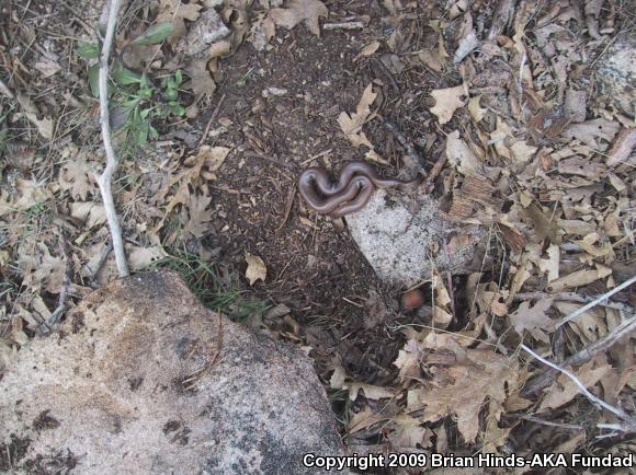 Southern Rubber Boa (Charina umbratica)