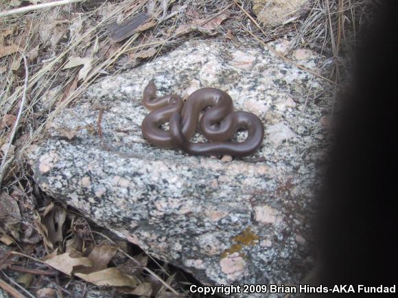 Southern Rubber Boa (Charina umbratica)