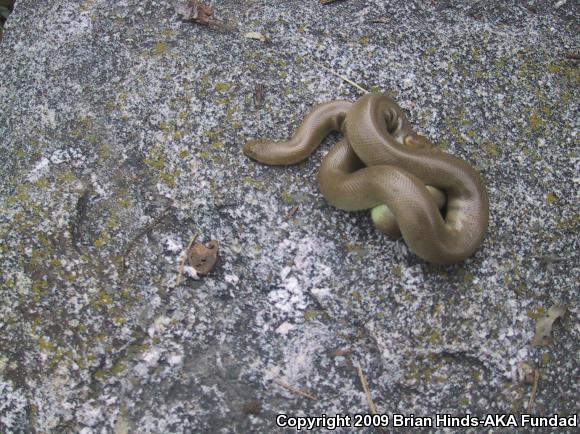 Southern Rubber Boa (Charina umbratica)