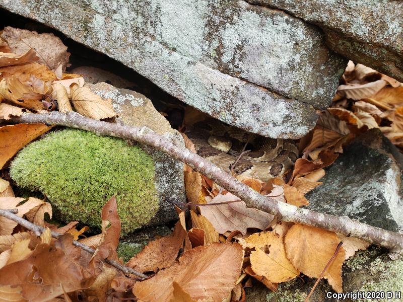 Timber Rattlesnake (Crotalus horridus)