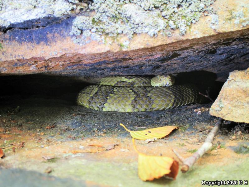 Timber Rattlesnake (Crotalus horridus)