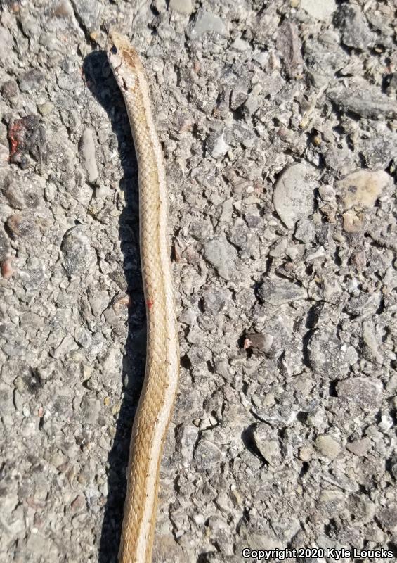 Northern Brownsnake (Storeria dekayi dekayi)