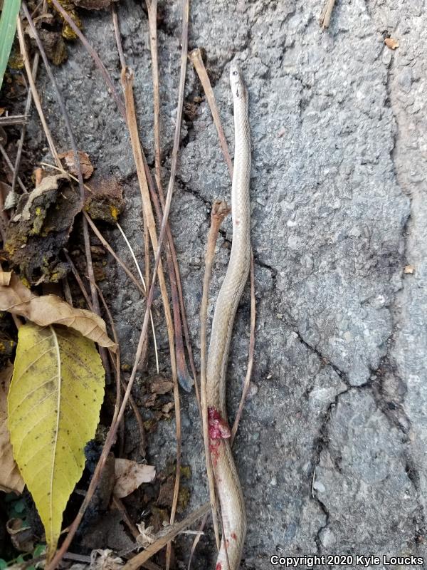 Northern Brownsnake (Storeria dekayi dekayi)