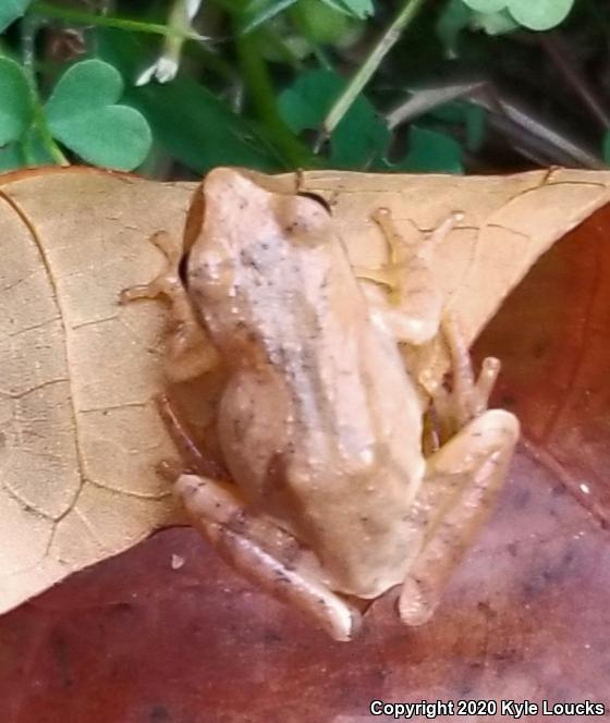 Spring Peeper (Pseudacris crucifer)