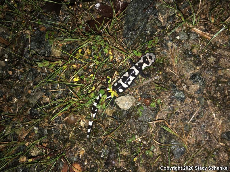 Marbled Salamander (Ambystoma opacum)