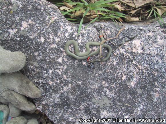 San Bernardino Ring-necked Snake (Diadophis punctatus modestus)