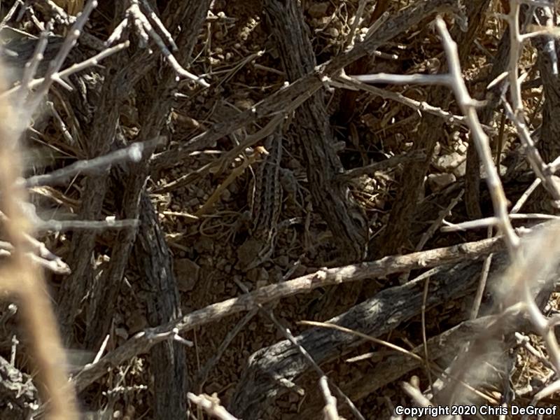 Western Side-blotched Lizard (Uta stansburiana elegans)