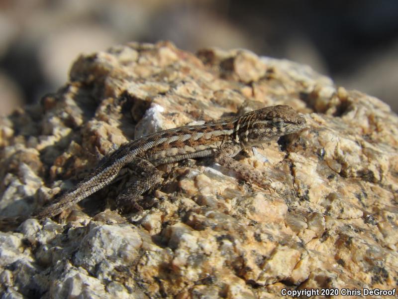 Western Side-blotched Lizard (Uta stansburiana elegans)