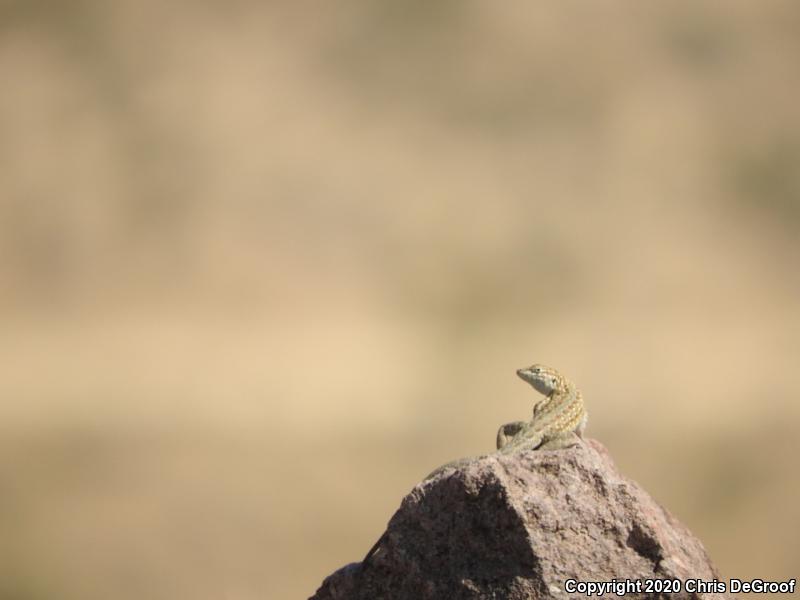 Western Side-blotched Lizard (Uta stansburiana elegans)