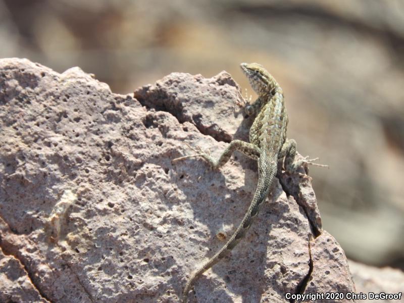 Western Side-blotched Lizard (Uta stansburiana elegans)