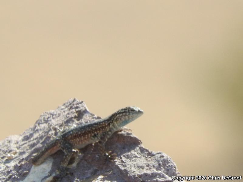 Western Side-blotched Lizard (Uta stansburiana elegans)