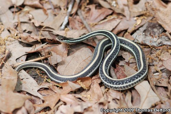 Orange-striped Ribbonsnake (Thamnophis proximus proximus)