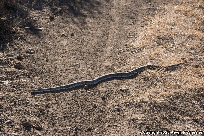 Great Basin Gopher Snake (Pituophis catenifer deserticola)