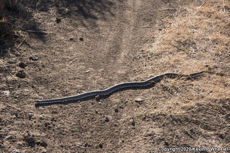 Great Basin Gopher Snake (Pituophis catenifer deserticola)