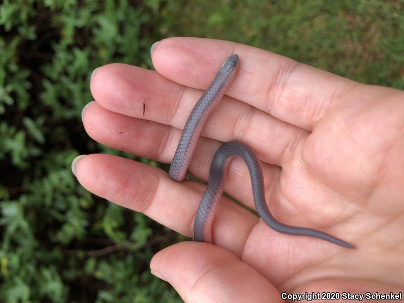 Eastern Wormsnake (Carphophis amoenus)