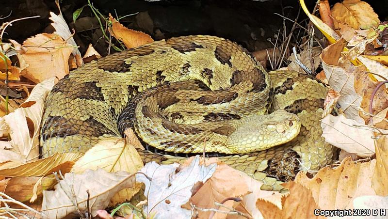 Timber Rattlesnake (Crotalus horridus)