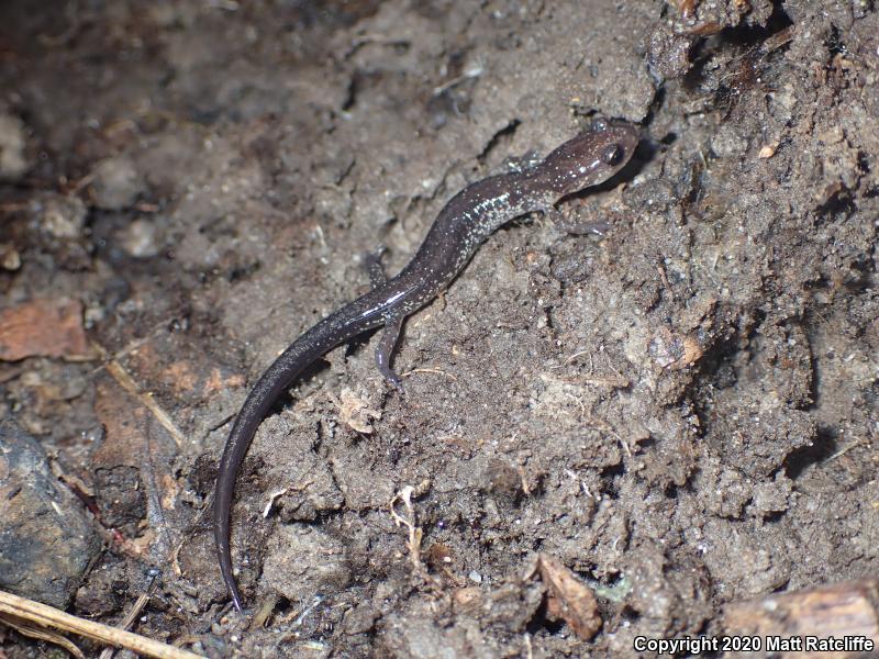 Wehrle's Salamander (Plethodon wehrlei)