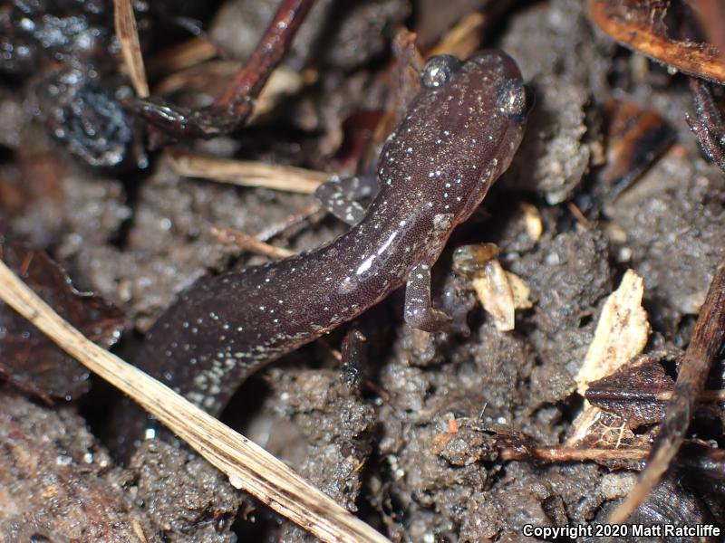 Wehrle's Salamander (Plethodon wehrlei)