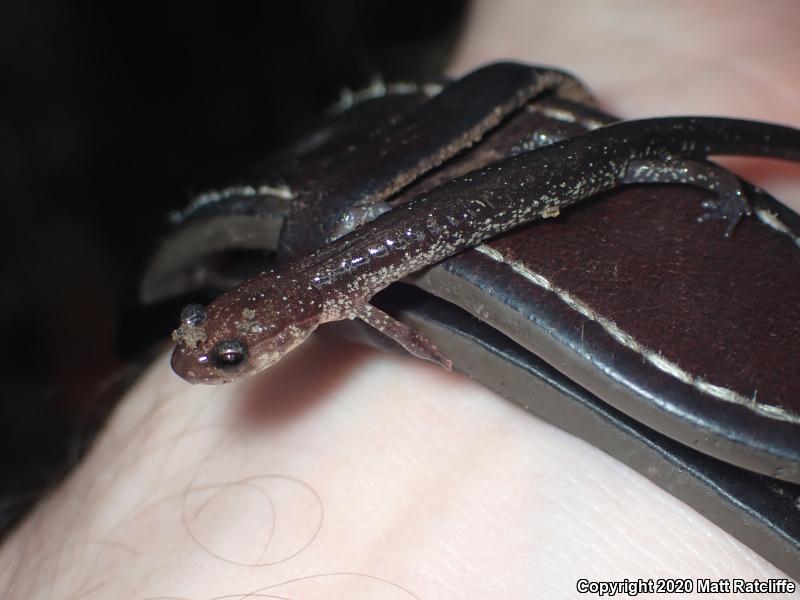 Wehrle's Salamander (Plethodon wehrlei)