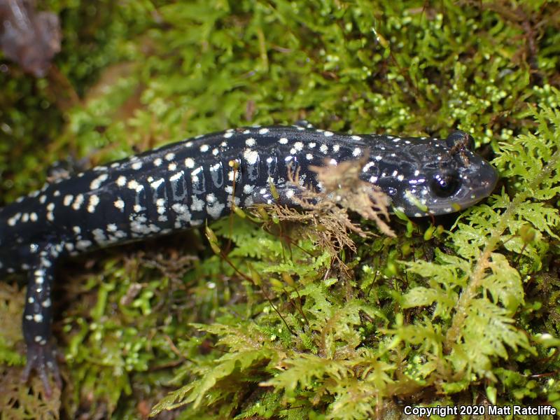 Northern Slimy Salamander (Plethodon glutinosus)