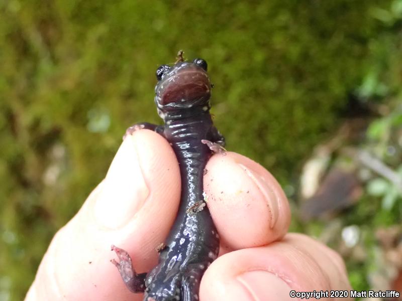 Northern Slimy Salamander (Plethodon glutinosus)