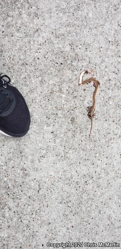 Texas Brownsnake (Storeria dekayi texana)