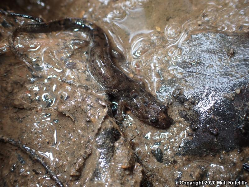 Seal Salamander (Desmognathus monticola)