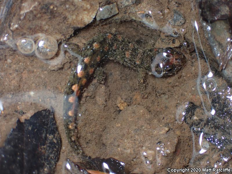 Seal Salamander (Desmognathus monticola)