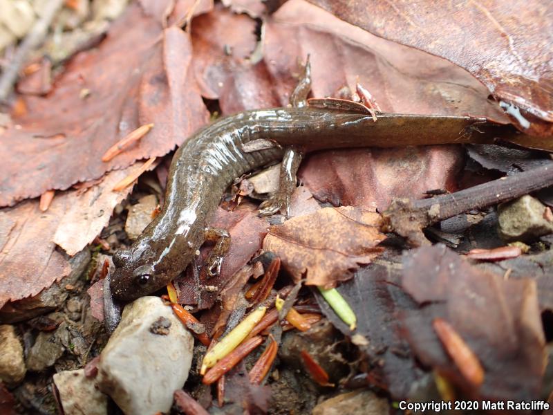 Black-bellied Salamander (Desmognathus quadramaculatus)