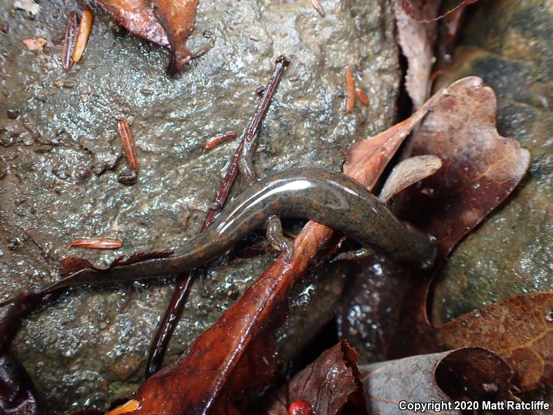 Black-bellied Salamander (Desmognathus quadramaculatus)