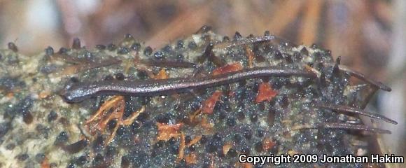 Black-bellied Slender Salamander (Batrachoseps nigriventris)