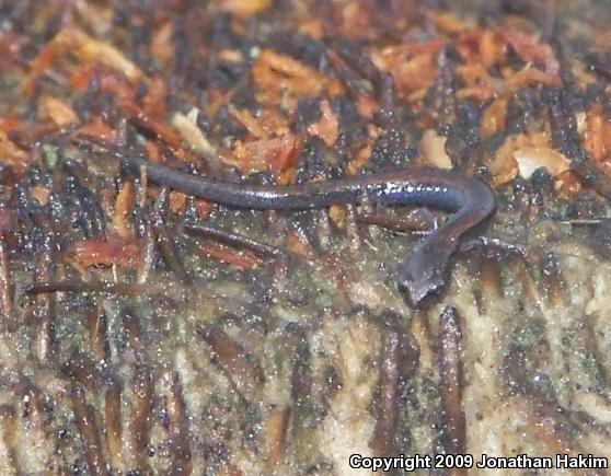 Black-bellied Slender Salamander (Batrachoseps nigriventris)