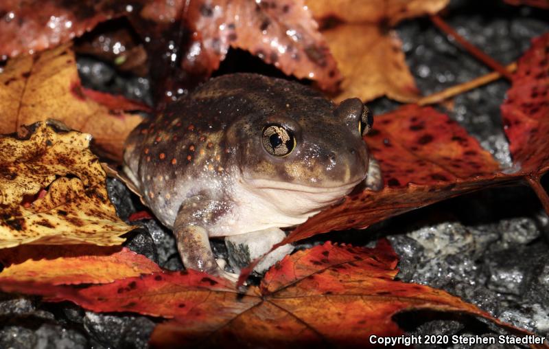 Eastern Spadefoot (Scaphiopus holbrookii)