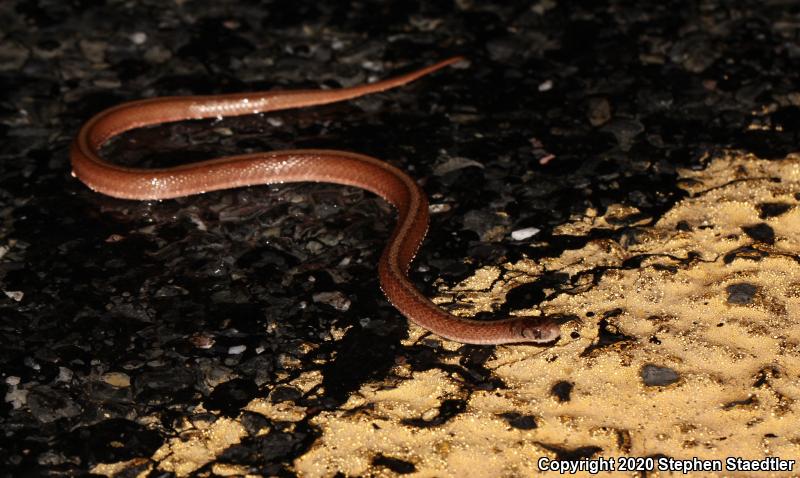 Northern Brownsnake (Storeria dekayi dekayi)